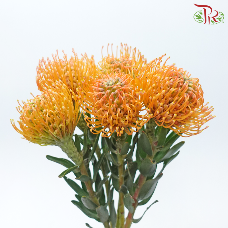 Leucospermum