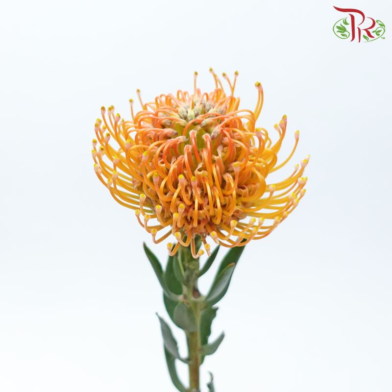 Leucospermum