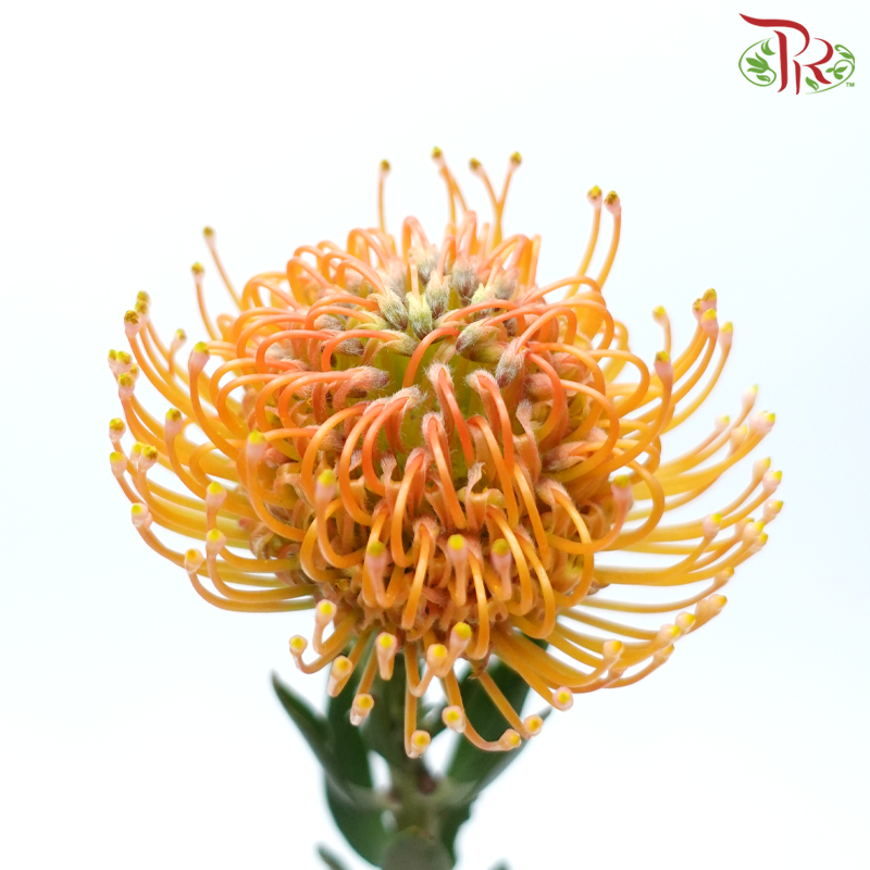 Leucospermum