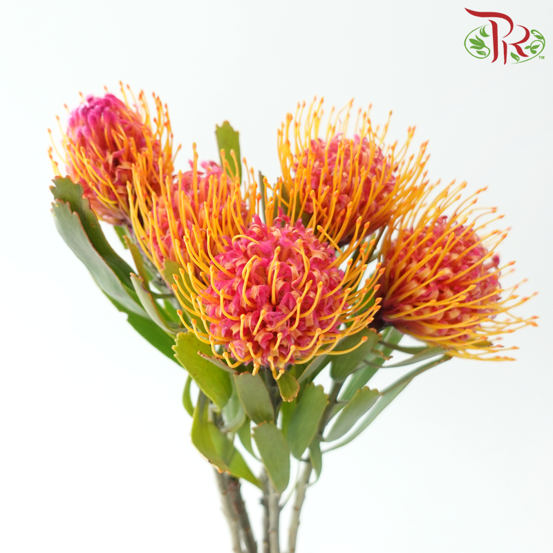 Leucospermum