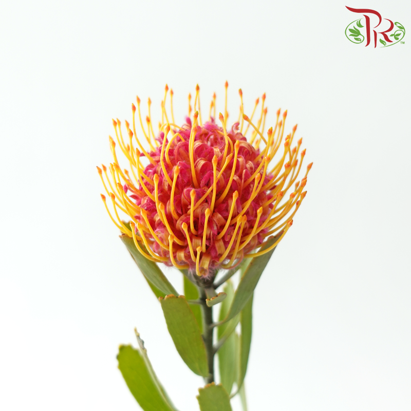 Leucospermum