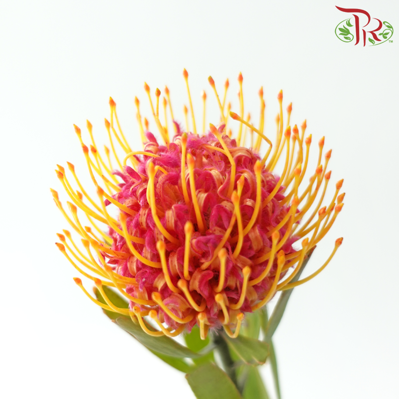 Leucospermum