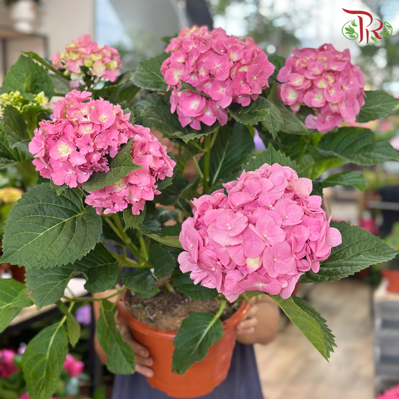 Hydrangea Potted Plant《绣球花》