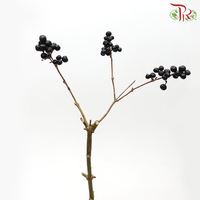 Ligustrum Black Berry (5 Stems) - Pudu Ria Florist