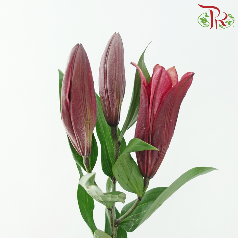 Lily 3+ 《百合花》