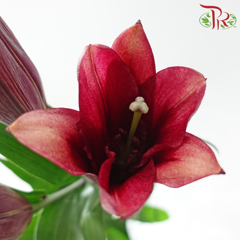 Lily 3+ 《百合花》