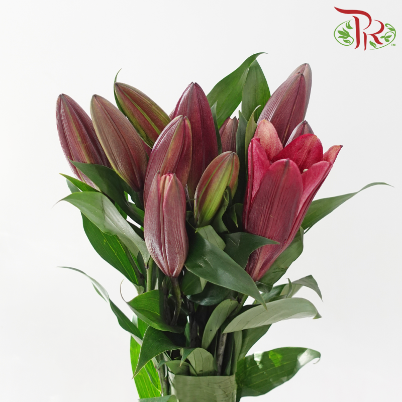 Lily 3+ 《百合花》