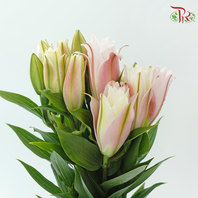 Rose Lily 3+ 《重瓣百合》