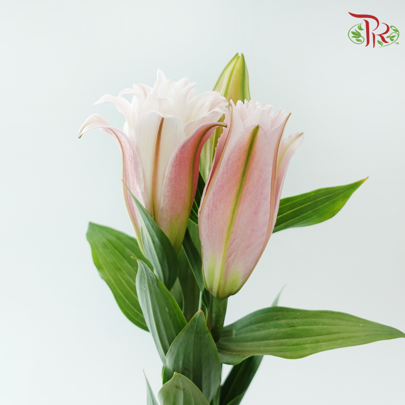 Rose Lily 3+ 《重瓣百合》