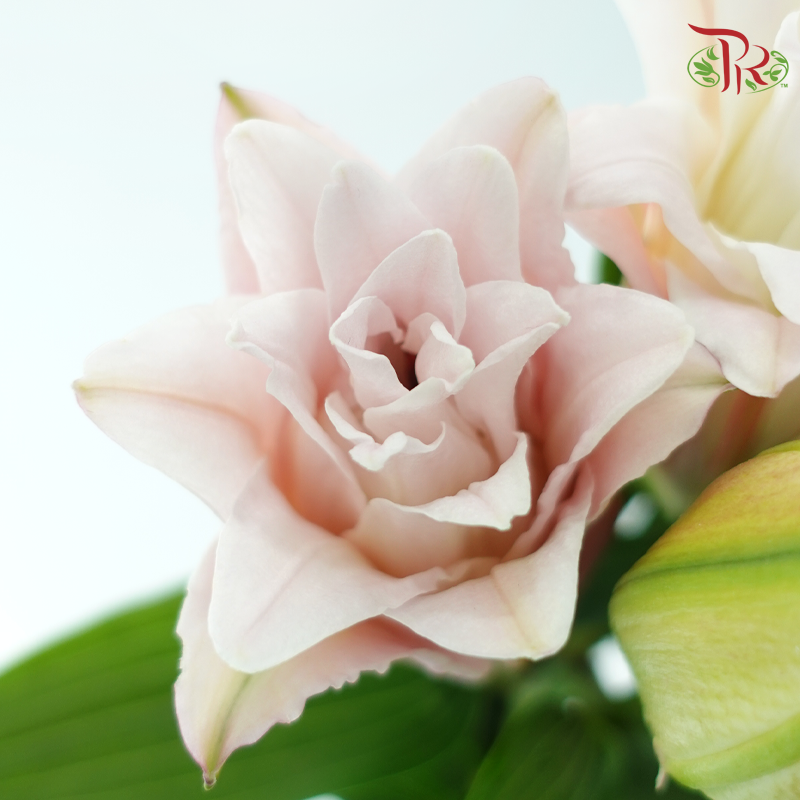 Rose Lily 3+ 《重瓣百合》