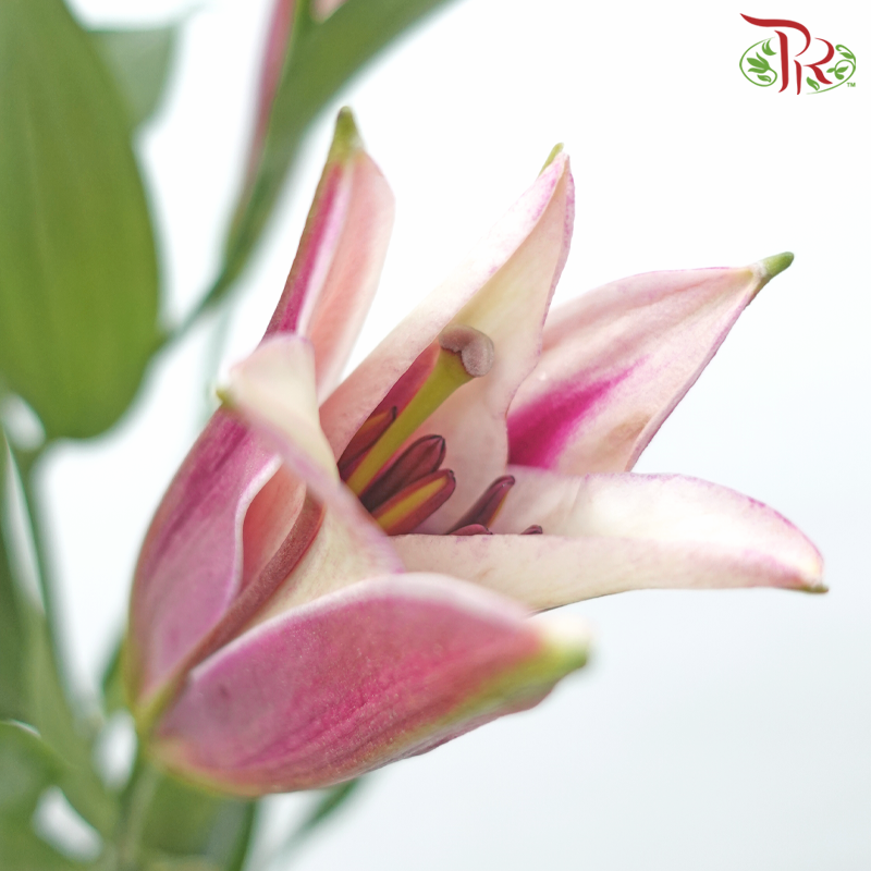 Lily 4+ & 5+ 《百合花》