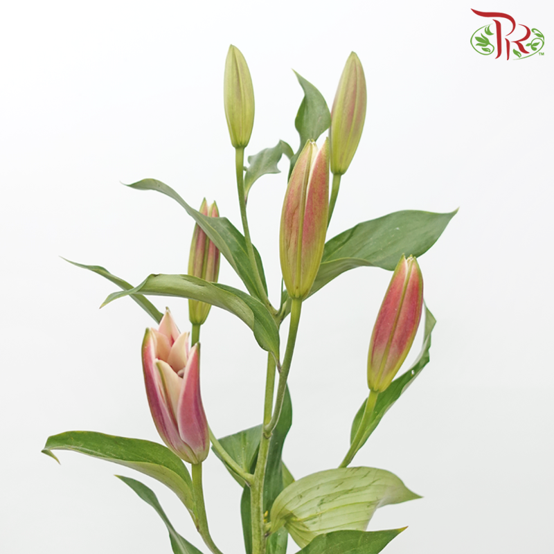 Lily 4+ & 5+ 《百合花》