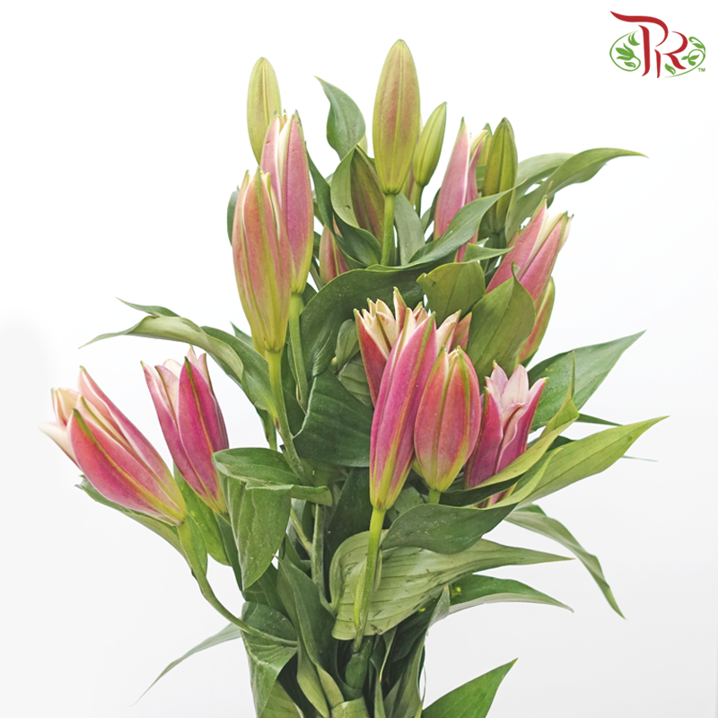 Lily 4+ & 5+ 《百合花》