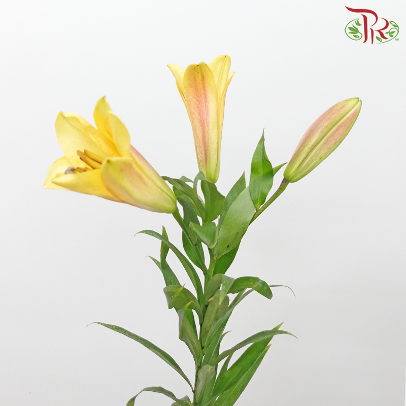 Lily 3+ - Saltarello / Orange (5 Stems) - Pudu Ria Florist