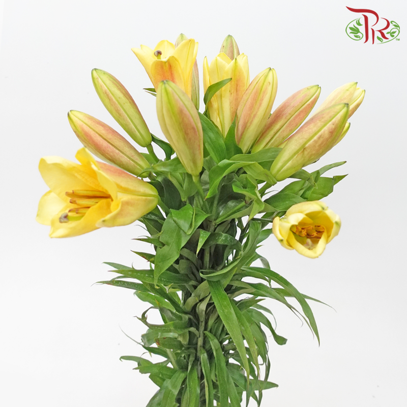 Lily 3+ - Saltarello / Orange (5 Stems) - Pudu Ria Florist