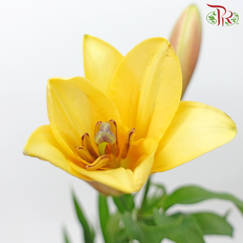 Lily 3+ - Saltarello / Orange (5 Stems) - Pudu Ria Florist