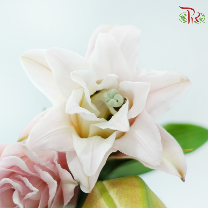 Rose Lily 3+ 《重瓣百合》