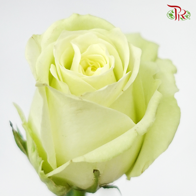 Rose (AAA)  - Light Green (19- 20 Stems) - Pudu Ria Florist