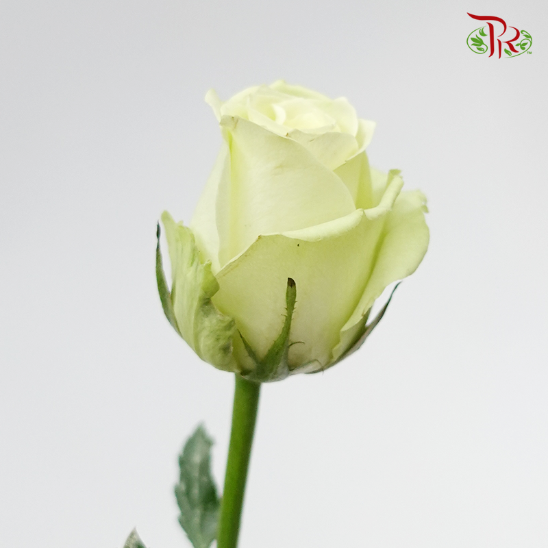 Rose (AAA)  - Light Green (19- 20 Stems) - Pudu Ria Florist