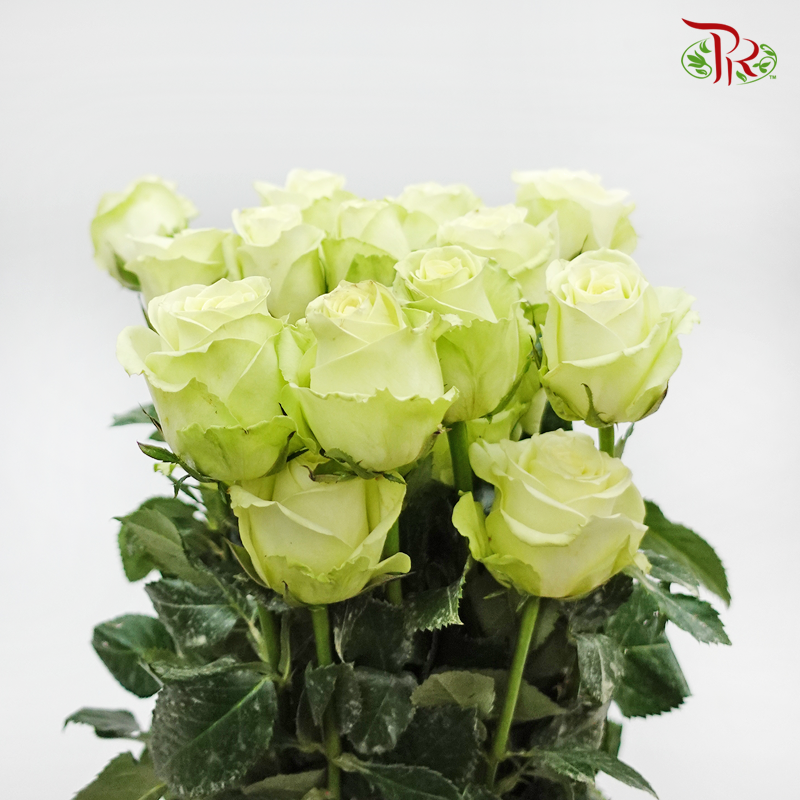 Rose (AAA)  - Light Green (19- 20 Stems) - Pudu Ria Florist