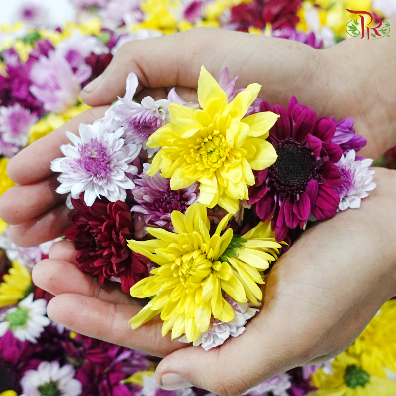 Loose Pom Pom (Random Mix Color)