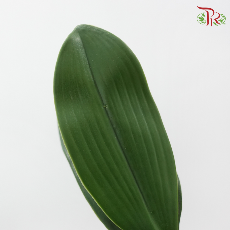 Artificial M. Butterfly Leaf