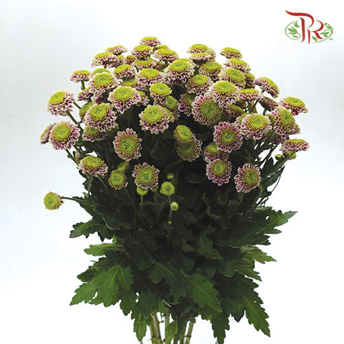 Pom Pom - Florini Okada (10 Stems) - Pudu Ria Florist