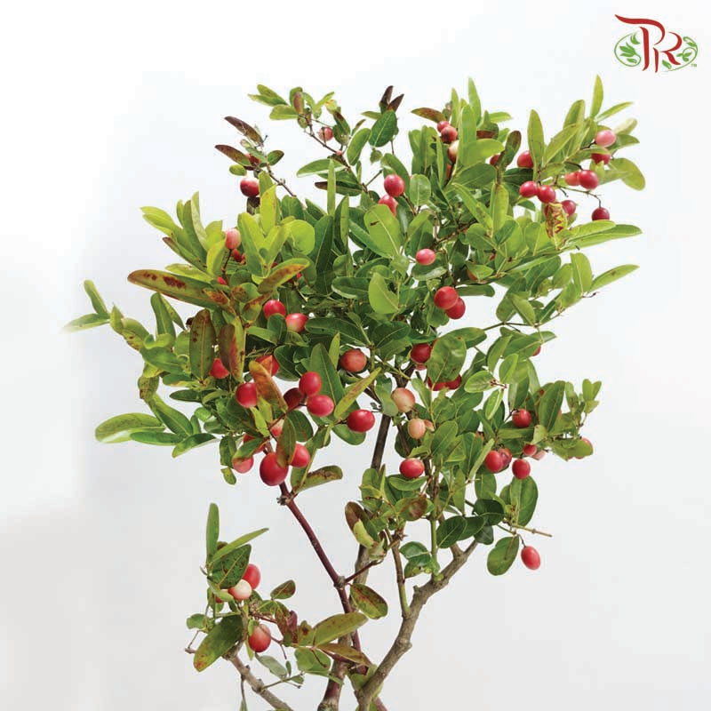 Malpighia Emarginata 《印度樱桃》