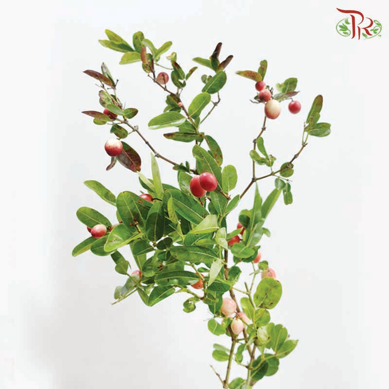 Malpighia Emarginata 《印度樱桃》