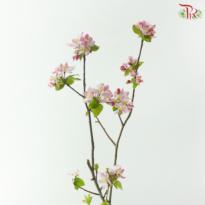 Malus Spectabilis 《海棠花》