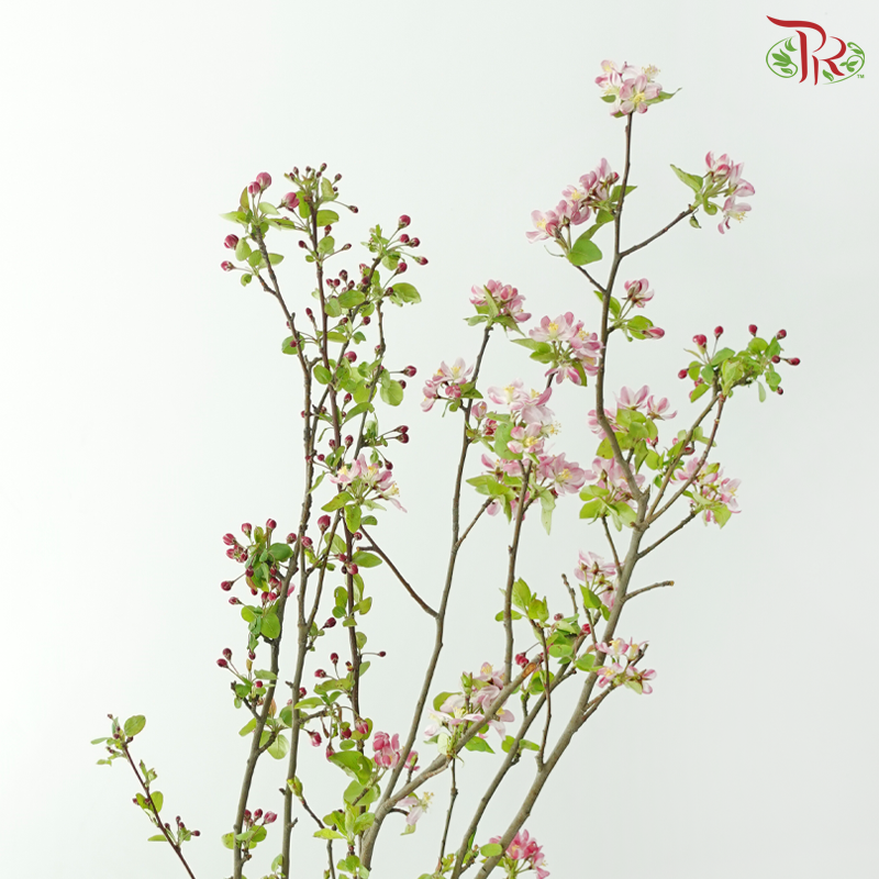 Malus Spectabilis 《海棠花》