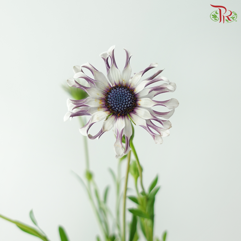 Margarita Silver Spoon