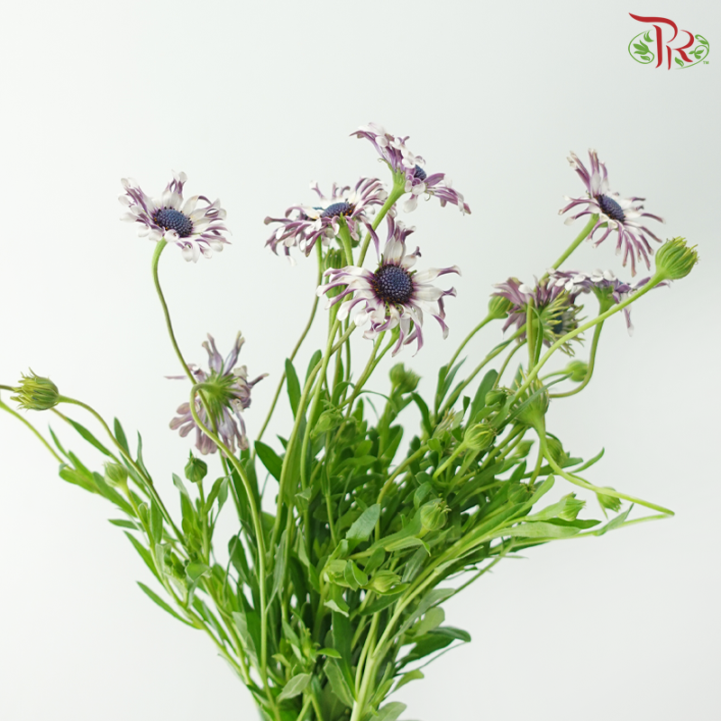 Margarita Silver Spoon