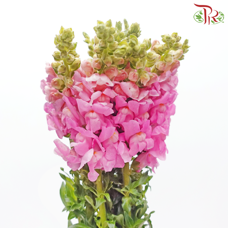Matthiola - Pink (10 Stems) - Pudu Ria Florist