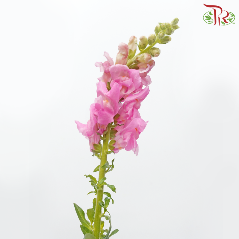 Matthiola - Pink (10 Stems) - Pudu Ria Florist