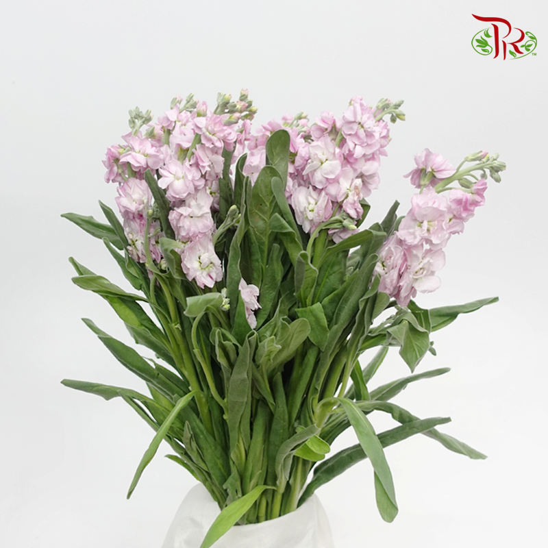 Matthiola - Pink (10 Stems) - Pudu Ria Florist