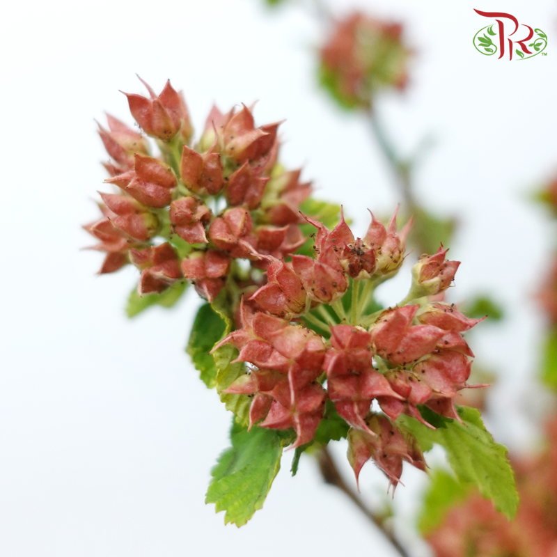 Meadow Sweet 《绣线菊》