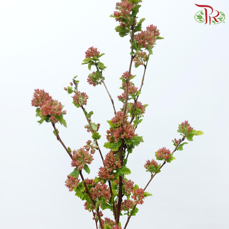 Meadow Sweet 《绣线菊》