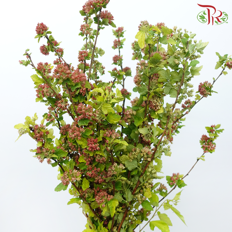 Meadow Sweet 《绣线菊》