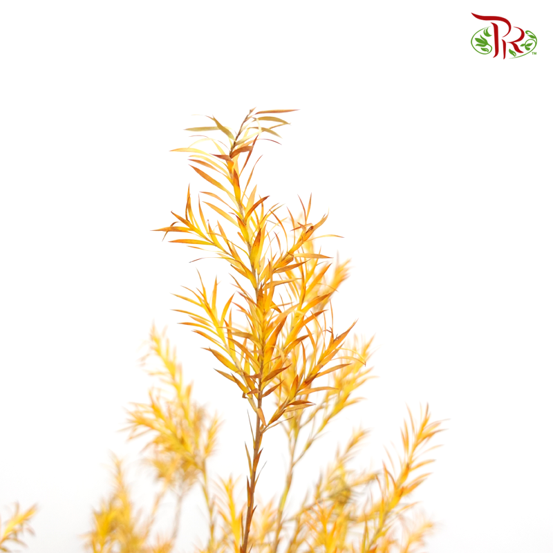 Melaleuca Gold Leaf - Yellow (Per Bunch) - Pudu Ria Florist