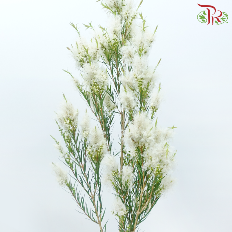 Melaleauca Linariifolia