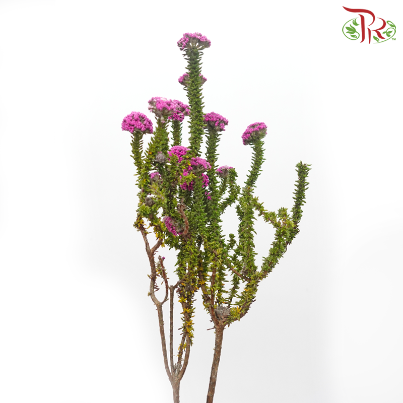 Metalasia - Pink (Per Bunch) - Pudu Ria Florist