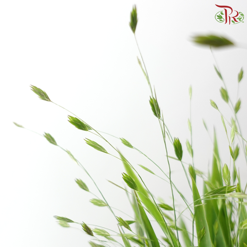 Mini Chasmanthium