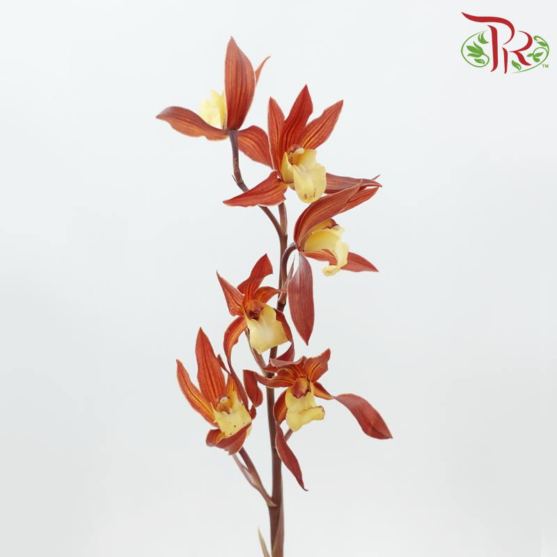 Cymbidium Mini《兰花属》