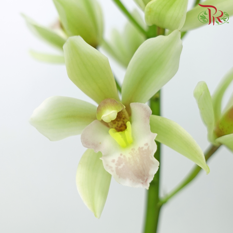 Mini Cymbidium - Light Green With Pink Lips (Per Stem) - Pudu Ria Florist