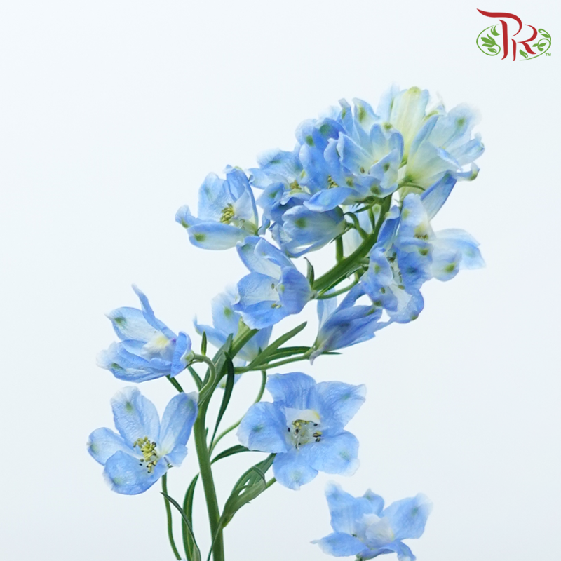 Delphinium Mini《小飞燕》