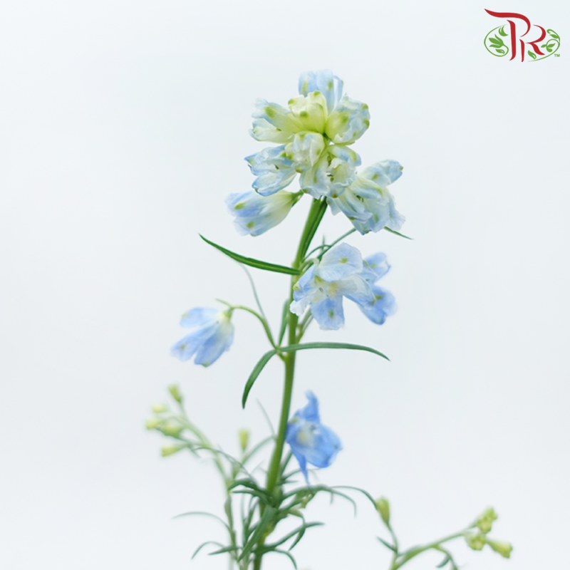 Delphinium Mini《小飞燕》