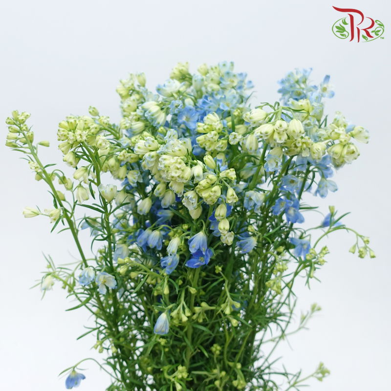 Delphinium Mini《小飞燕》
