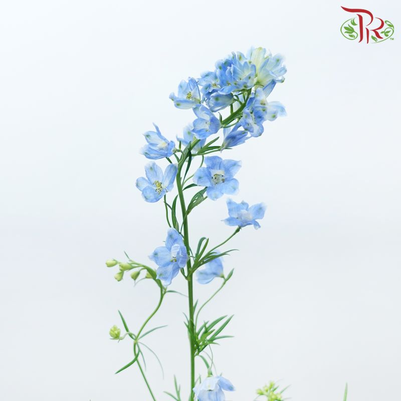 Delphinium Mini《小飞燕》