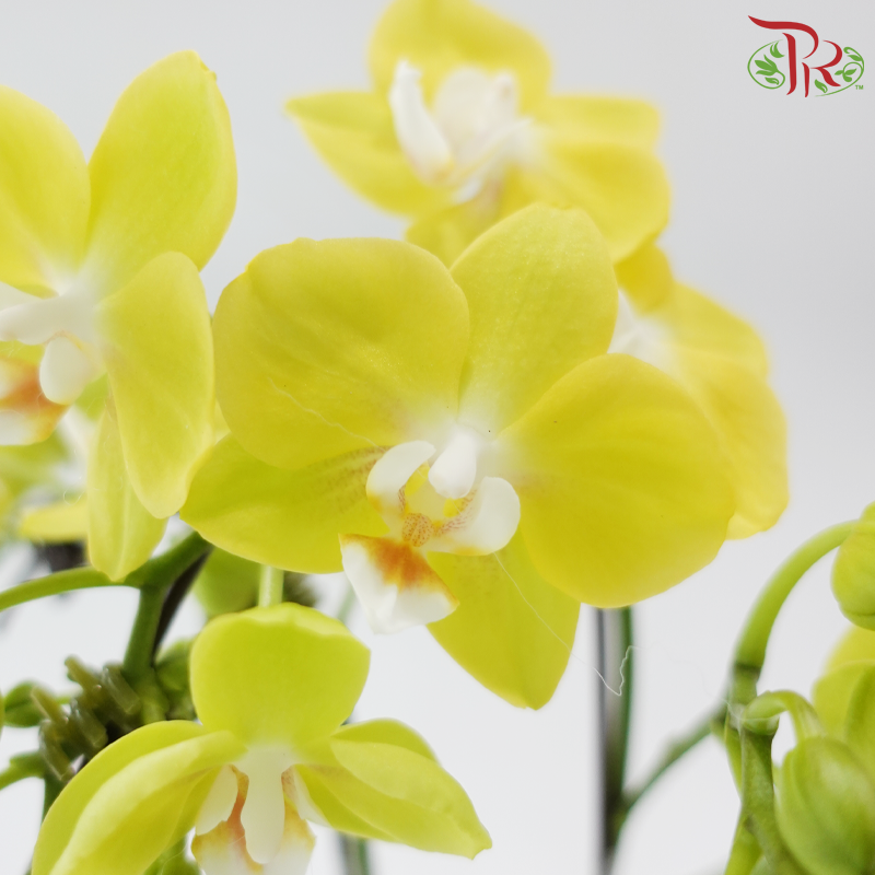 Mini Double Stems Phalaenopsis Orchid